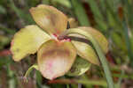 Purple pitcherplant